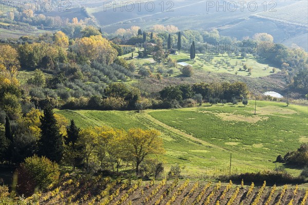 Italy, Tuscany, Montepulciano, Landscape with vineyard fields, rows of olive trees, small buildings, cypress alleys and colorful autumn forest