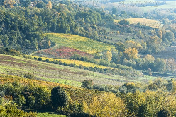 Italy, Tuscany, Chianciano Terme, Vineyard fields, surrounded by autumn forest