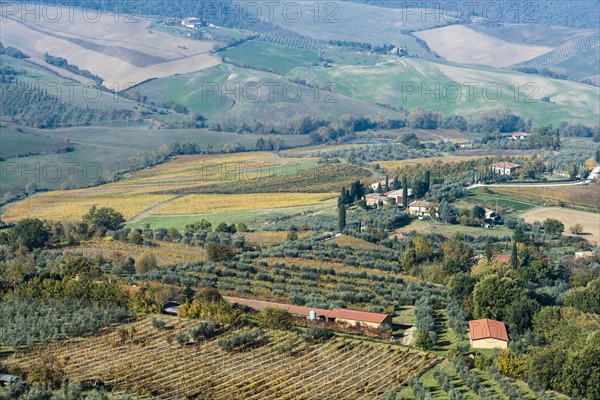 Italy, Tuscany, Montepulciano, landscape with vineyard fields, rows of olive trees, buildings and cypress alleys