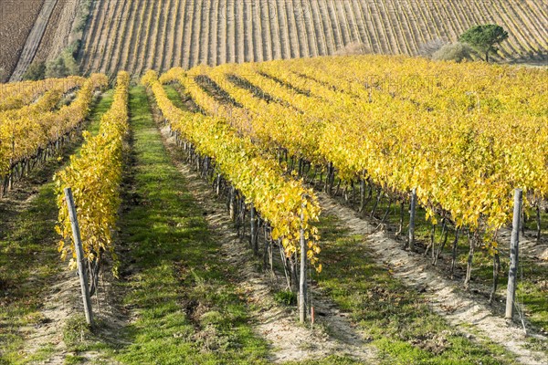 Italy, Tuscany, Torrita di Siena, Yellow vineyard fields with parallel rows of grapevines