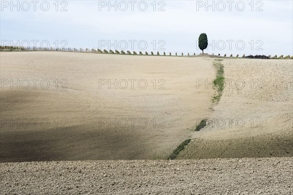 Italy, Tuscany, San Quirico D'orcia, Lonely cypress tree standing on top of gray Tuscany hill with vineyard rows