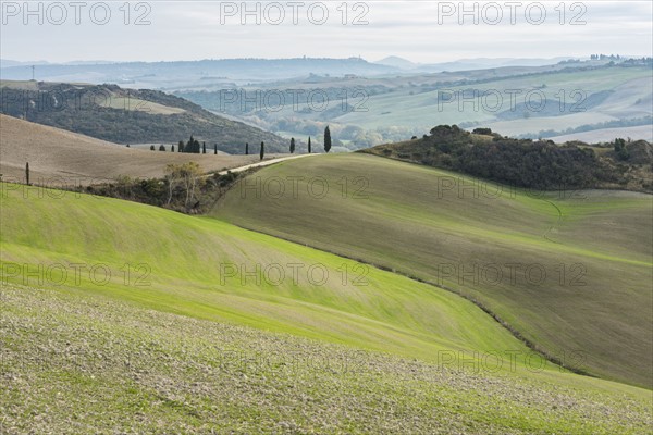 Italy, Tuscany, San Quirico D'orcia, Hills and distant forests on cloudy day