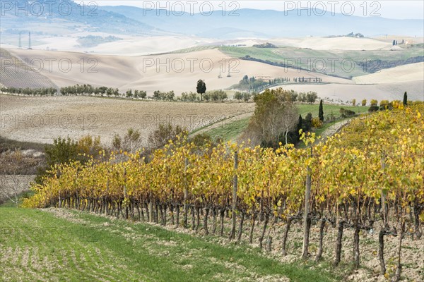 Italy, Tuscany, San Quirico D'orcia, Vineyard with yellow autumn leaves going down against hills