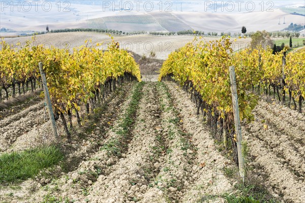 Italy, Tuscany, San Quirico D'orcia, Vineyard with yellow autumn leaves going down