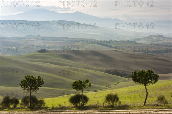 Italy, Tuscany, San Quirico D'orcia, Three green trees and different layers of hills disappearing in mist