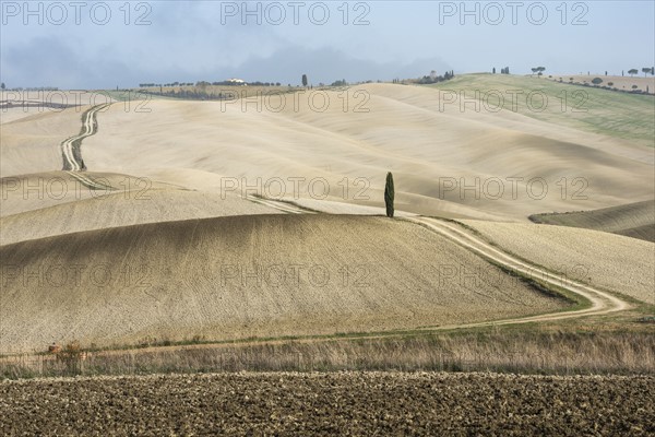 Italy, Tuscany, San Quirico D'orcia, Long twisting rural road leading through endless fields and lonely cypress tree