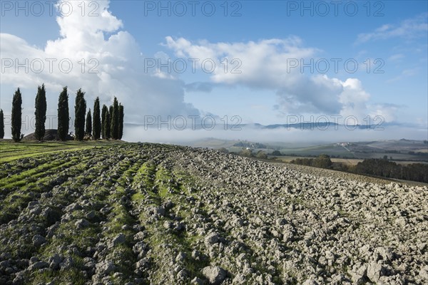 Italy, Tuscany, San Quirico D'orcia, View of plowed fertile soil and green cypress trees with blue cloudy sky