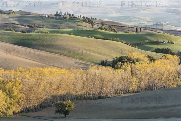 Italy, Tuscany, San Quirico D'orcia, Hills of cultivated land and autumn yellow forests illuminated by setting sun