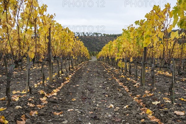Italy, Tuscany, Ciacci Piccolomini D'Aragona, Harvested and bare grapevine rows