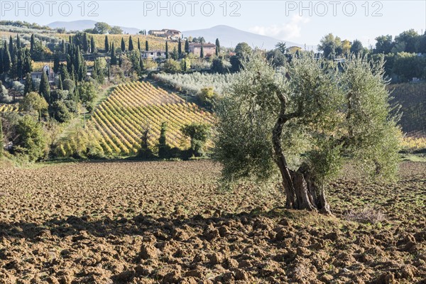 Italy, Tuscany, Montalcino, Hills and vineyards with Abbey of Sant'Antimo in distance