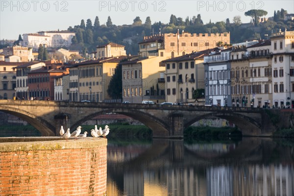 Italy, Tuscany, Florence, Seagulls against cityscape at Arno riverbank