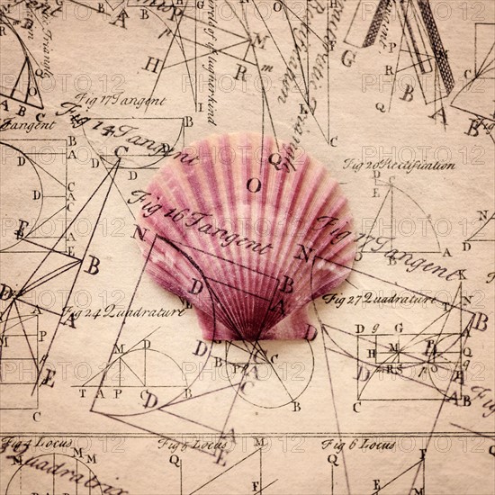 Pink shell with old fashioned graphs