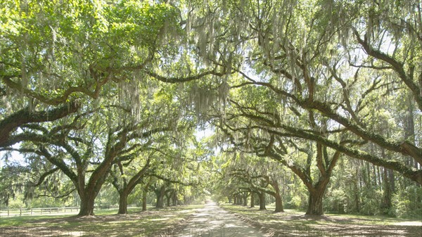 USA, South Carolina, Mount Pleasant, Treelined road