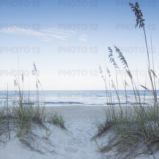 Marram grass in sandy beach
