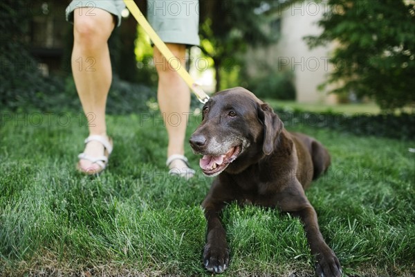 Woman with Labrador Retriever on leash