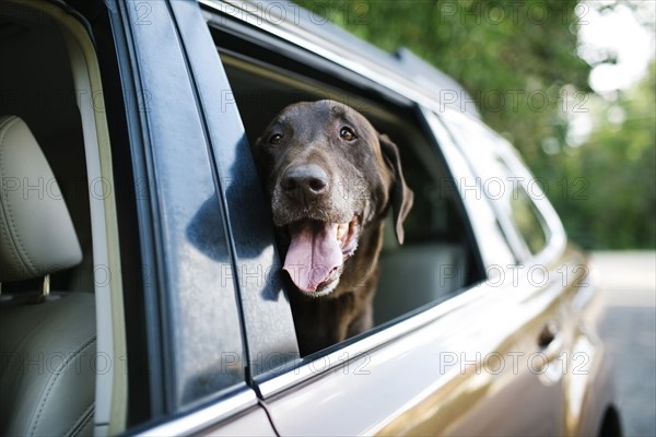 Labrador Retriever looking through car window