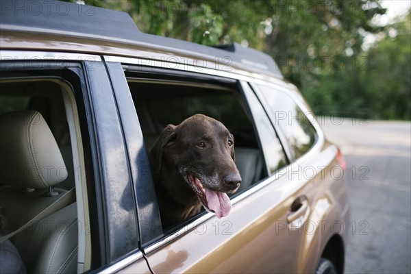 Labrador Retriever looking through car window