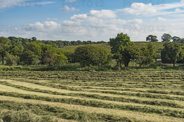 Ireland, County Cavan, Field with hay on sunny day