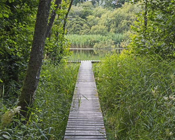 Ireland, County Cavan, Boardwalk leading to river in forest