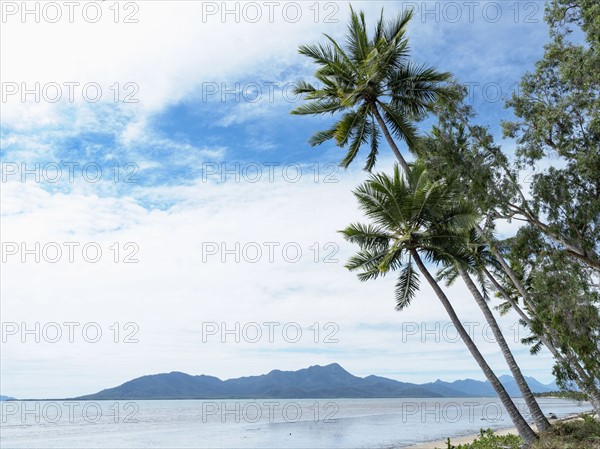 Australia, Queensland, Palm trees at beach