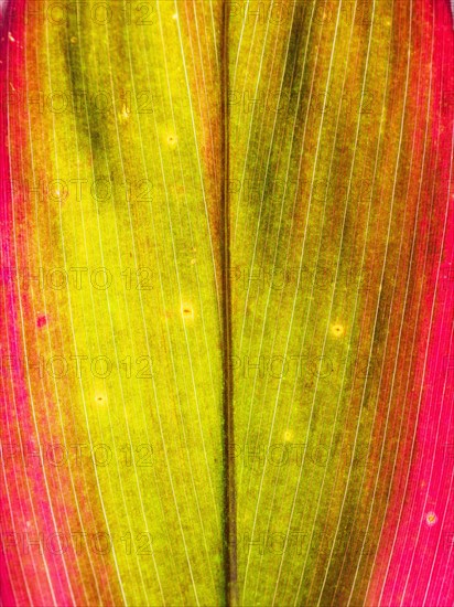 Close up of leaf