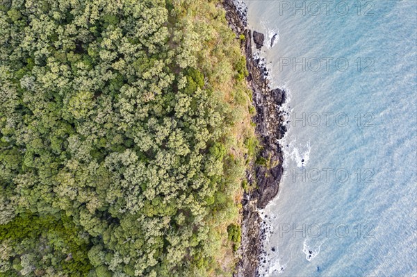 Australia, Queensland, Rainforest by sea