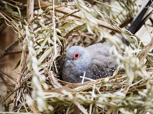 Diamond dove (Geopelia cuneata) in nest