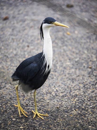 Pied heron (Ardea picata) walking