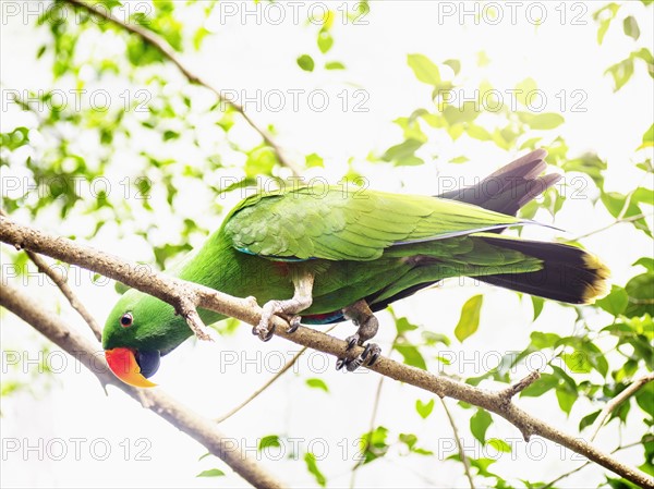 Eclectus parrot (Eclectus roratus) perching on branch