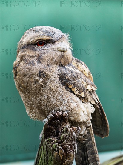 Portrait of Papuan frogmouth (Podargus papuensis)