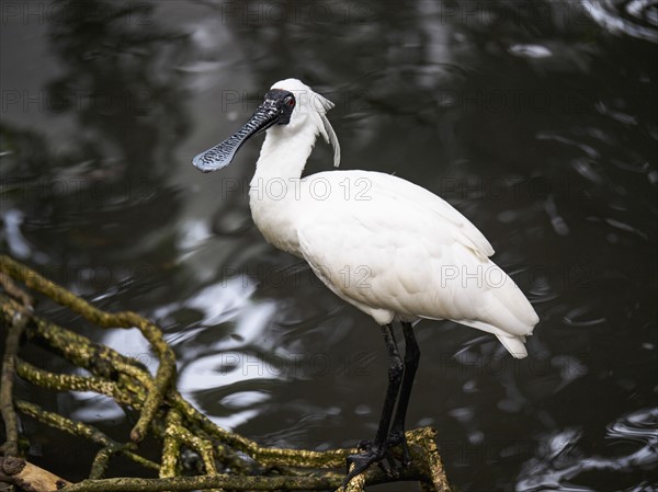 Royal spoonbill (Platalea regia) wading in water