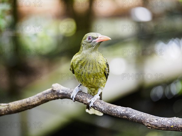 Yellow oriole (oriolus flavocinctus) perching on branch