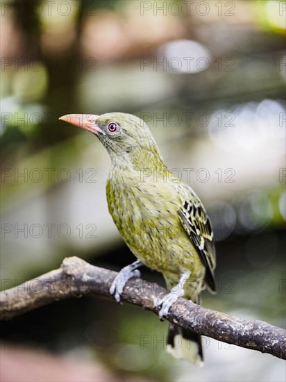 Yellow oriole (oriolus flavocinctus) perching on branch