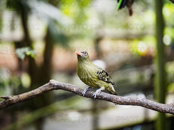 Yellow oriole (oriolus flavocinctus) perching on branch