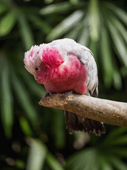 Galah (Eolophus roseicapilla) perching on branch