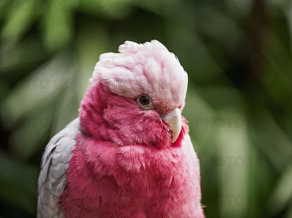 Portrait of Galah (Eolophus roseicapilla)