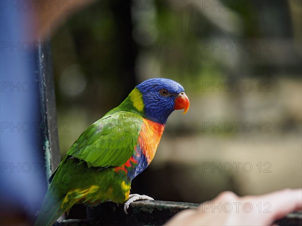 Rainbow lorikeet (Trichoglossus moluccanus) perching