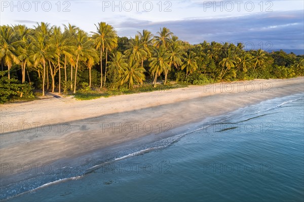 Australia, Queensland, Palm trees on coastline