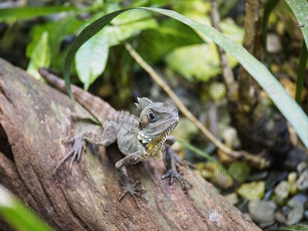 Boyd's forest dragon (Lophosaurus boydii) standing on branch