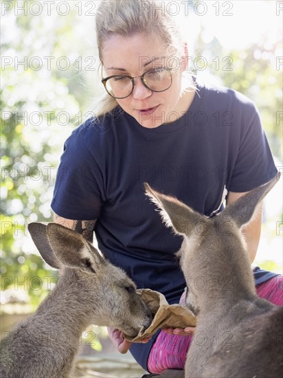 Young woman feeding Eastern grey kangaroos (Macropus giganteus)