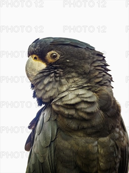 Portrait of Red-tailed black cockatoo (Calyptorhynchus banksii)