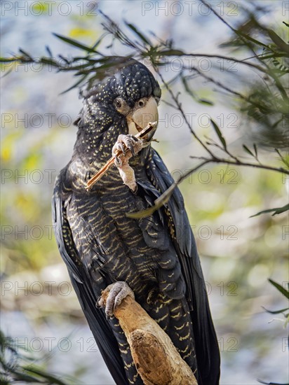 Red-tailed black cockatoo (Calyptorhynchus banksii) perching on branch