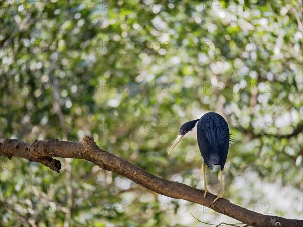 Pied heron (Ardea picata) perching on branch