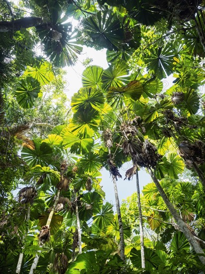 Green leaves of Fan palm, (Licuala grandis) in rainforest