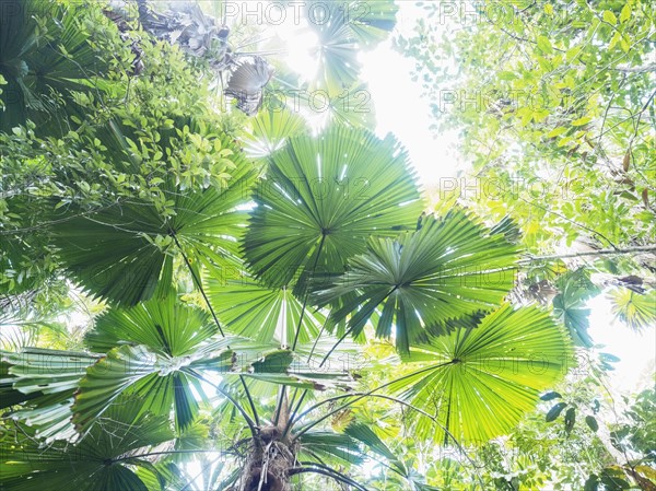 Lush foliage of Licuala grandis (Fan palm)