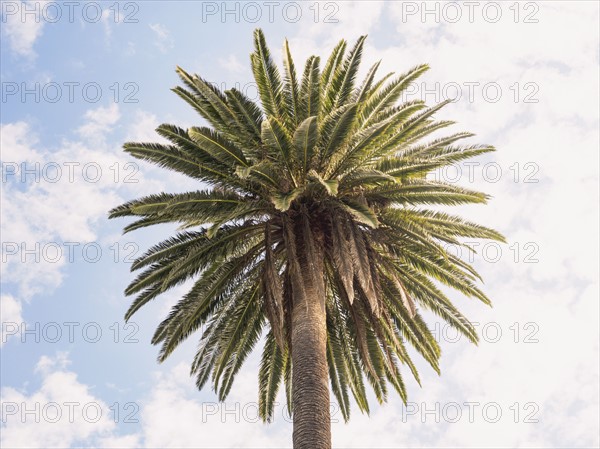 Palm tree against sky