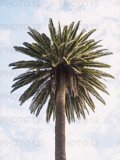 Palm tree against sky