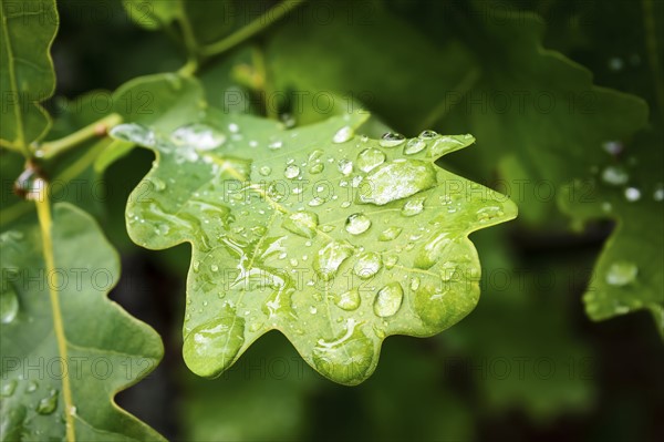 Water drop on green Oak (Quercus) leaf