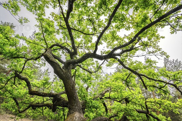 Ukraine, Dnepropetrovsk region, Novomoskovsk district, Oak (Quercus) tree