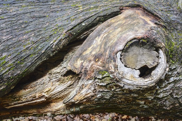 Bark of Oak (Quercus)